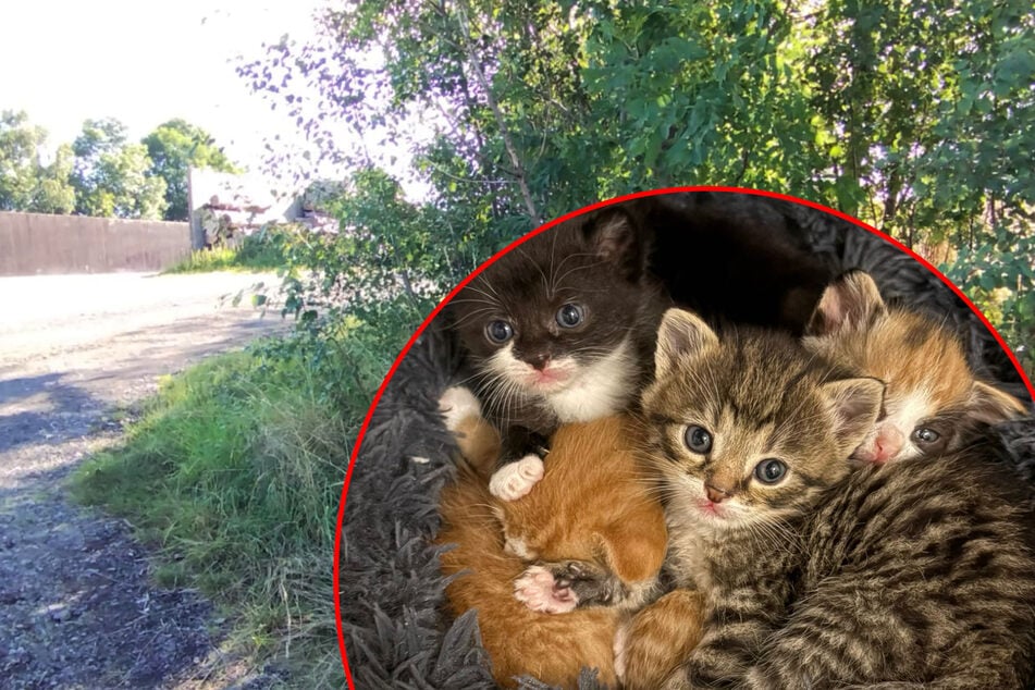 Blind und völlig allein! Spaziergängerin findet ausgesetzte Babykatzen im Gebüsch