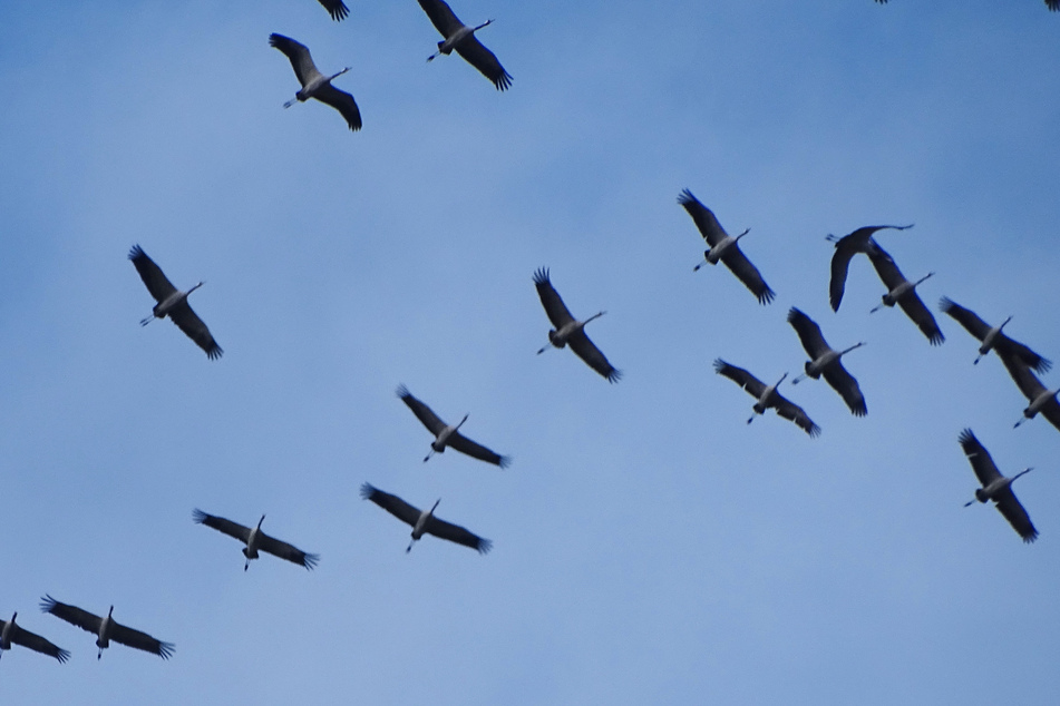 Trompetende Glücksvögel: Deshalb ziehen tausende Kraniche über Rheinhessen