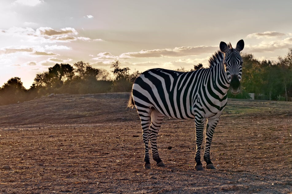 Ein Zebra ist bei einer Kollision mit einem Safari-Flugzeug in Tansania ums Leben gekommen. (Symbolfoto)