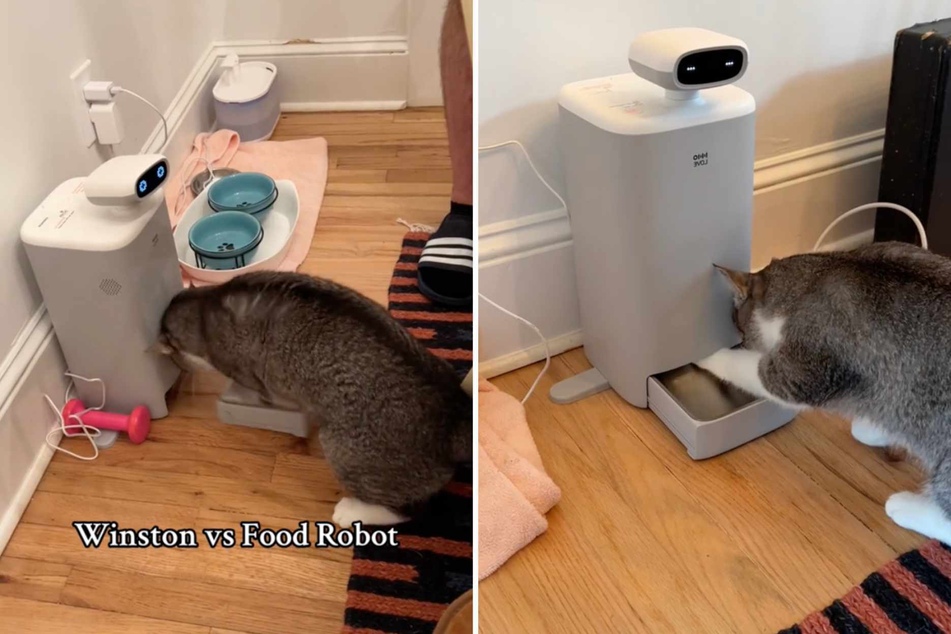 This clever cat took on his automatic food dispensing robot... and won!