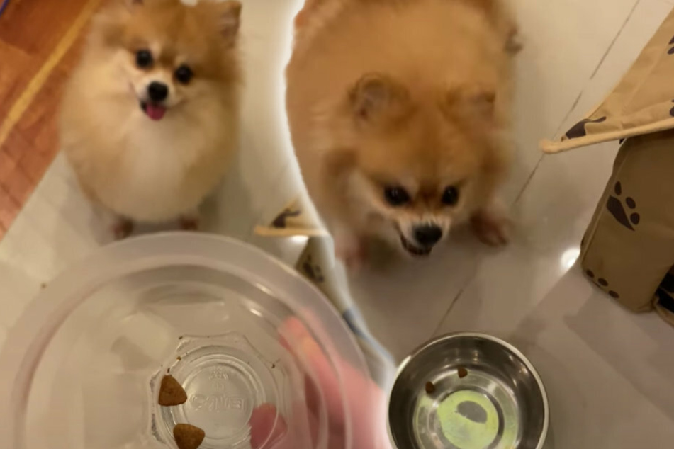 Tiny dog has a tantrum when owner puts it on a diet