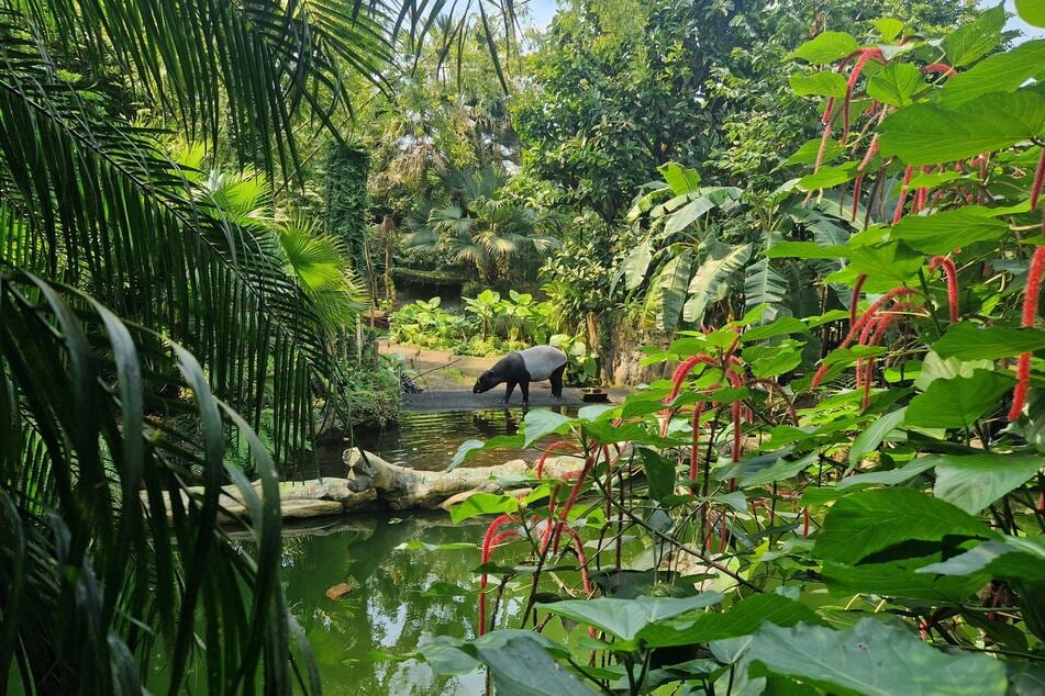 Das Gondwanaland wurde nun zum Auenland. Inzwischen wird der kleine Kiebitz von den Pflegern umsorgt und hat auch einen Namen: Gondolf.