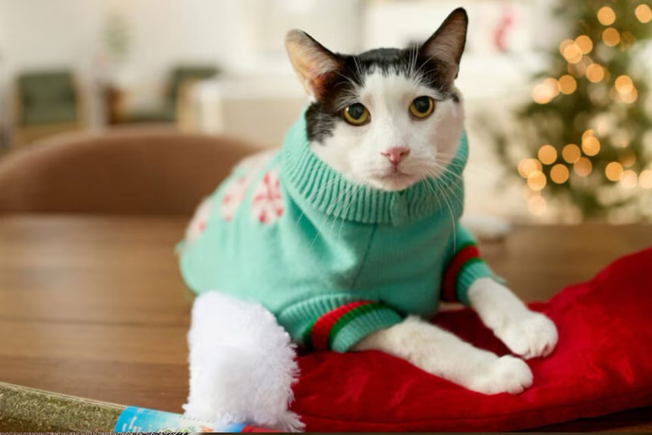 Your pets will love the stocking stuffers Chewy's selling this Saturday, November 15