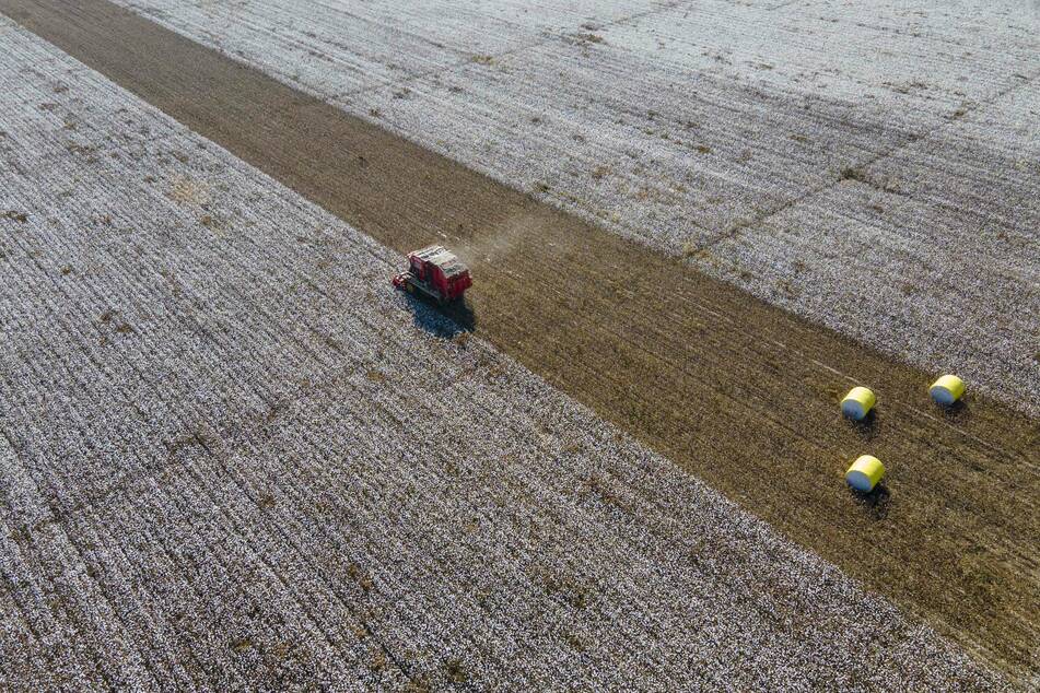 Ein Erntefahrzeug fährt auf einem Feld und erntet Baumwolle. Monokulturen gefährden die Erdflächen.