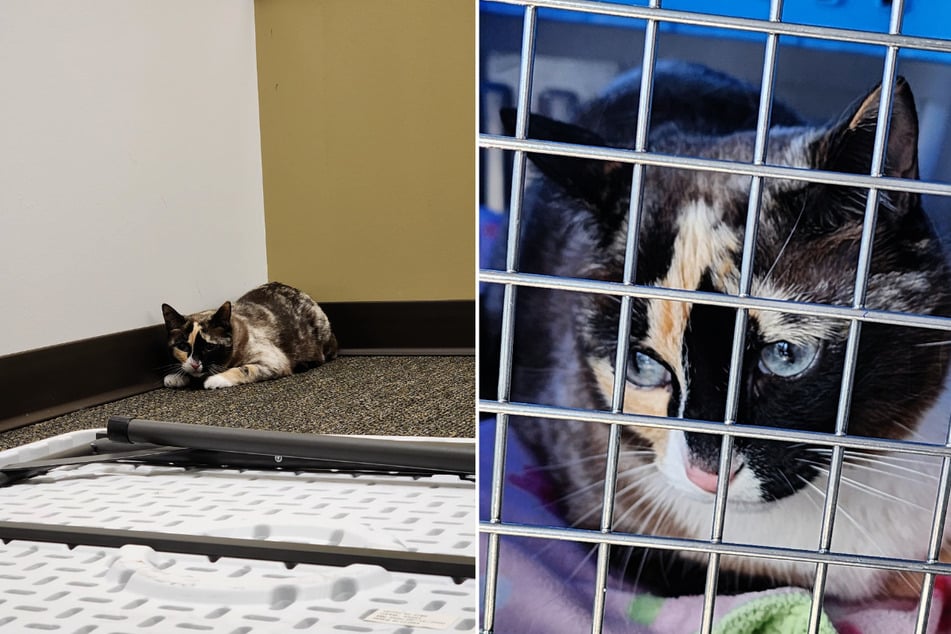 Amazon Purr-rime: Utah Cat accidentally shipped hundreds of miles to another state!