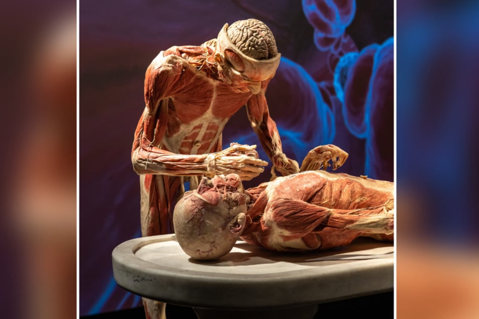 Blick unter die Haut: Ein Ganzkörper-Plastinat aus der Ausstellung "Körperwelten" zeigt Muskeln, Organe und Strukturen des menschlichen Körpers.
