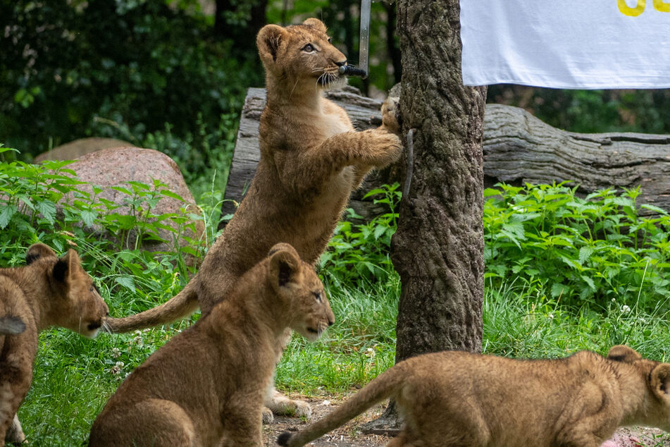 Feierliche Taufe: So heißen die vier Leipziger Löwen-Babys!