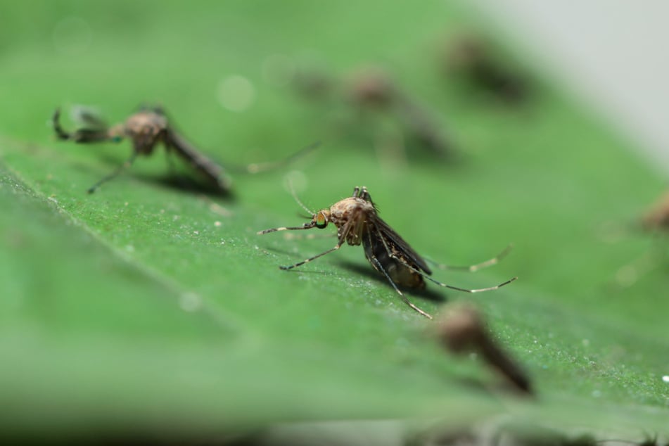 Insekten mit Insekten bekämpfen - ob Google damit Erfolg haben wird?