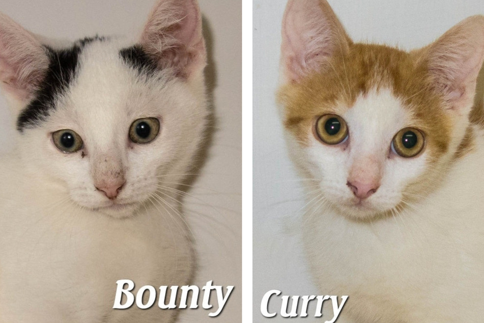 Bounty und Curry sind noch zurückhaltend im Alltag. Curry liebt es aber, seine Umgebung zu entdecken.