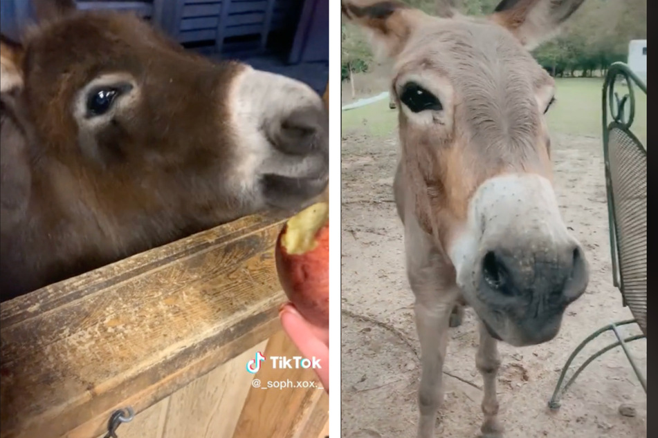 A donkey is captivating TikTok with its sweet demeanor and outpouring of love for its human.