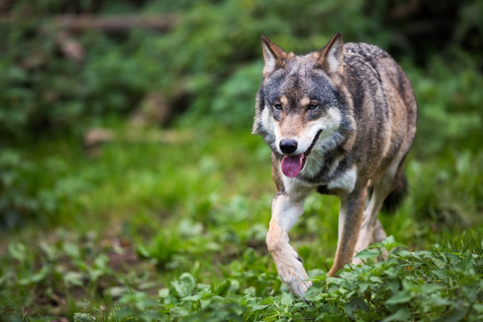 A large portion of wolves in the wild are believed to have domestic canine DNA (stock image).