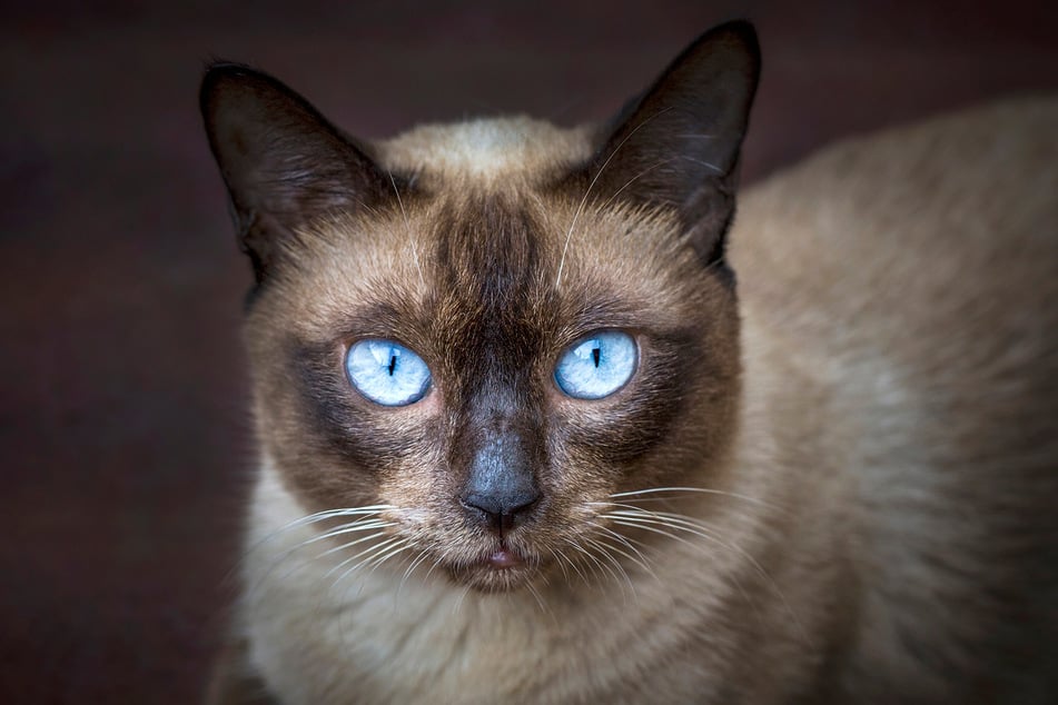 Eine Katze mit strahlend blauen Augen ist äußerlich und innerlich etwas Besonderes.