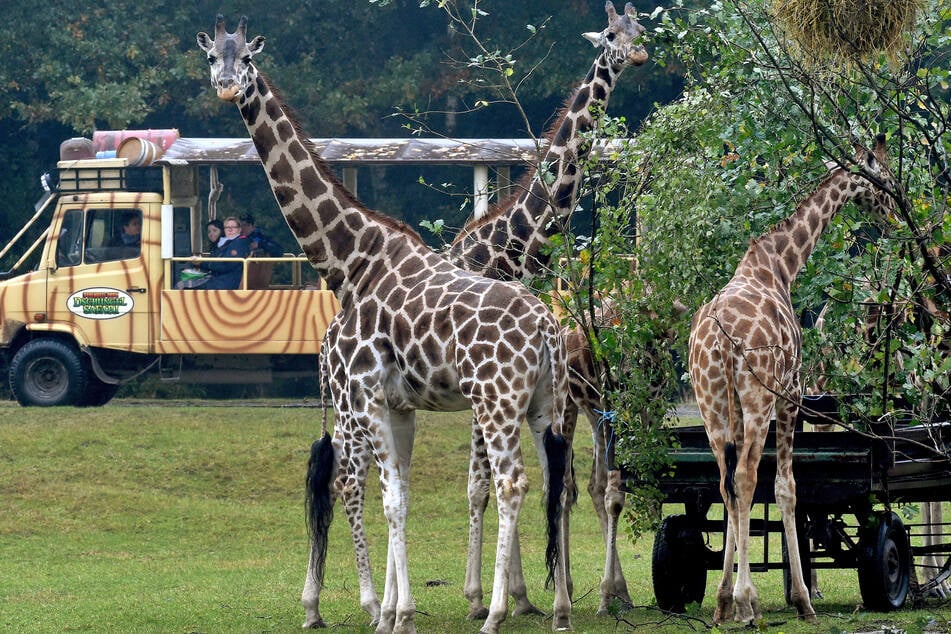 Besucher fahren durch den Serengeti-Park: Am Eingang wurden am Wochenende mehrere Mitarbeiter verletzt.
