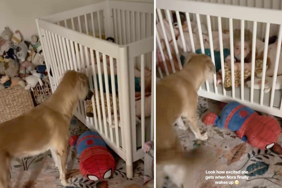 Kaya the dog has quickly formed a deep bond with two-year-old Nora, which means she can hardly wait for the girl to wake up.