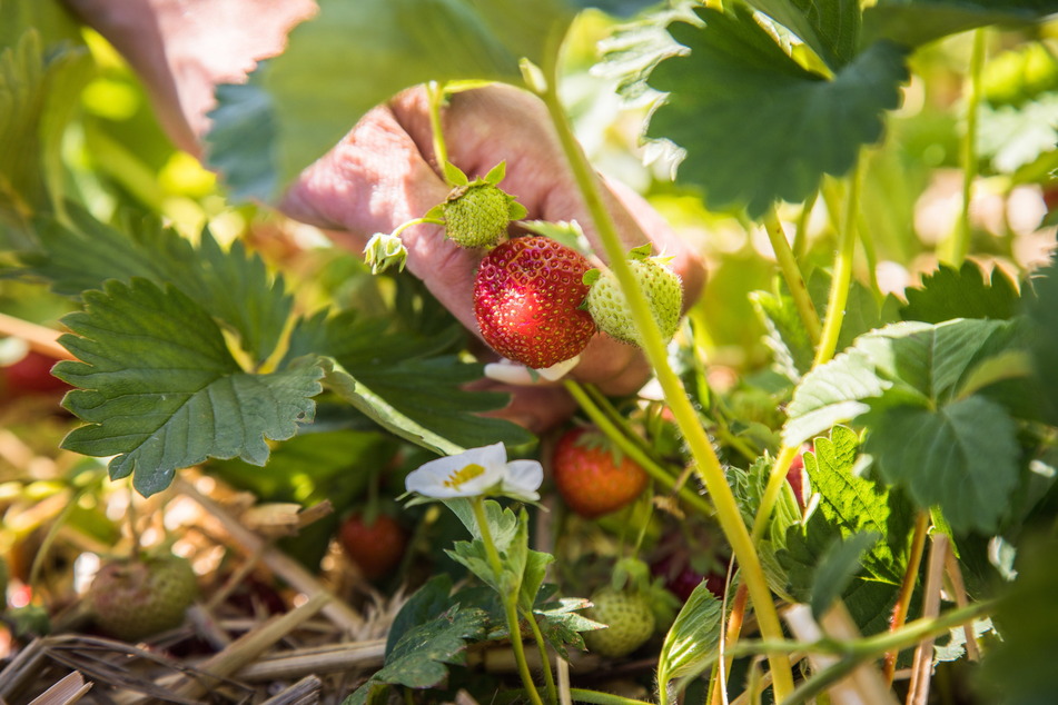 Die Saison für Erdbeeren ist in Sachsen weitgehend vorbei.