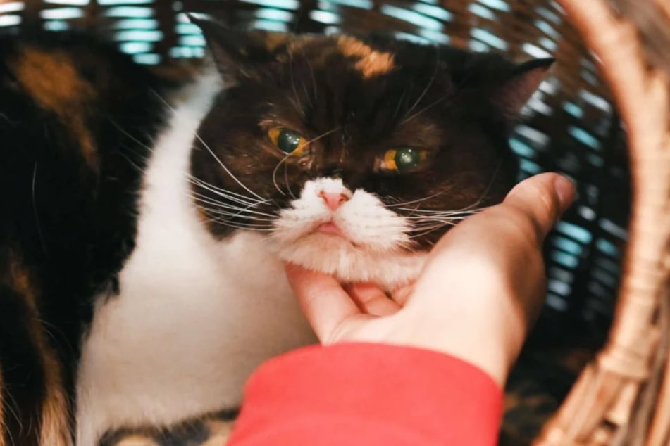 Die betagte Katze ist schüchtern, aber zu ihr vertrauten Menschen sehr lieb.