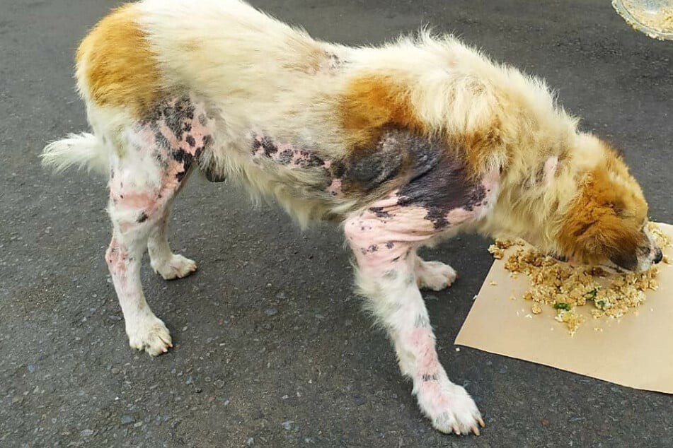 Mit Zecken übersäter, abgemagerter Hund wird aufgepäppelt: Jetzt sieht er total anders aus