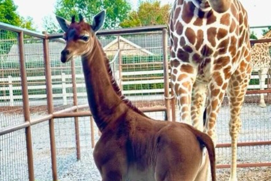 A rare spotless giraffe was born at Bright's Zoo in Limestone, Tennessee!