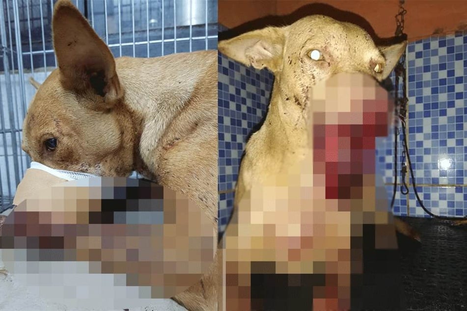 Grausame Bilder: Kinder stecken Hund angezündeten Böller ins Maul