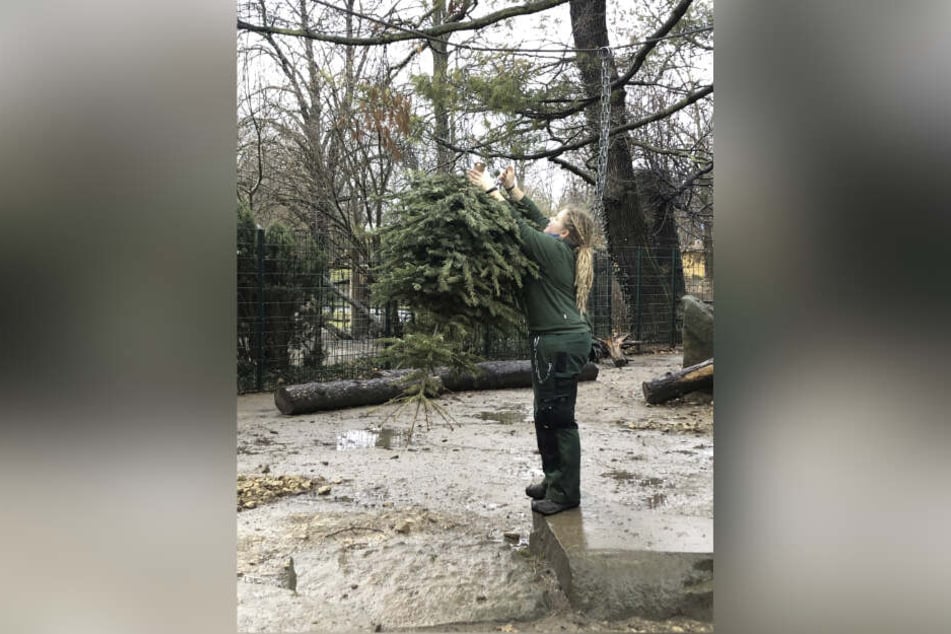 Eben noch geschmückt in der guten Stube, jetzt Spielgerät für Zootiere. Dresdner Weihnachtsbäume werden für den guten Zweck mehrfach benutzt.
