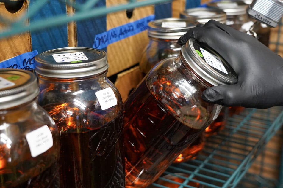 Farmer David Falkowski holds a jar of distillate and refined cannabis oil at Open Minded Organics farm in Bridgehampton, New York, on November 17, 2023.