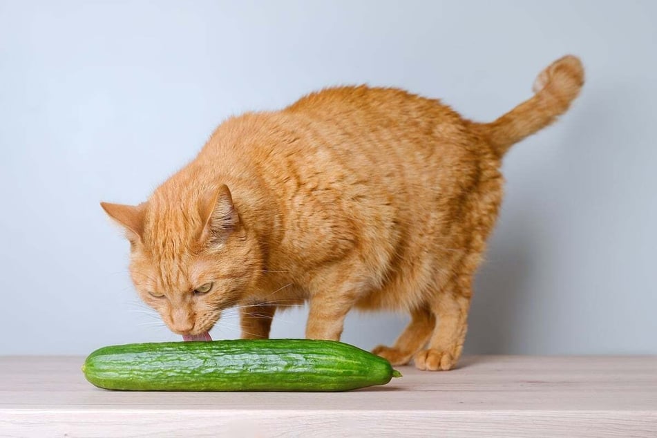 Cats should only eat cucumbers without the skin.