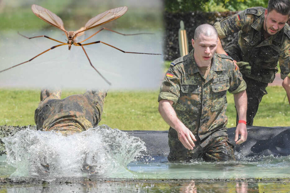 Bundeswehr soll "schlimmste Schnakenplage seit Jahrzehnten" bekämpfen