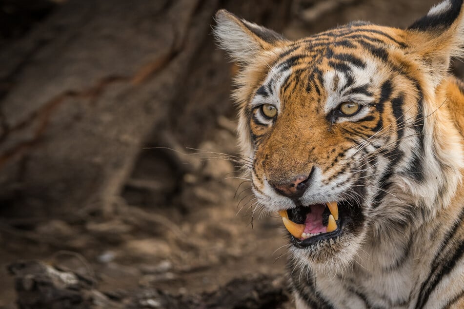 Tiger schleicht sich von hinten an: Frau (†50) von Raubkatze angefallen und zerfleischt