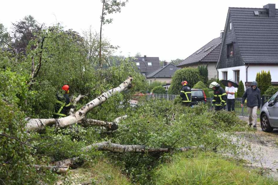 In Rahlstedt hat der Wind eine Birke entwurzelt.
