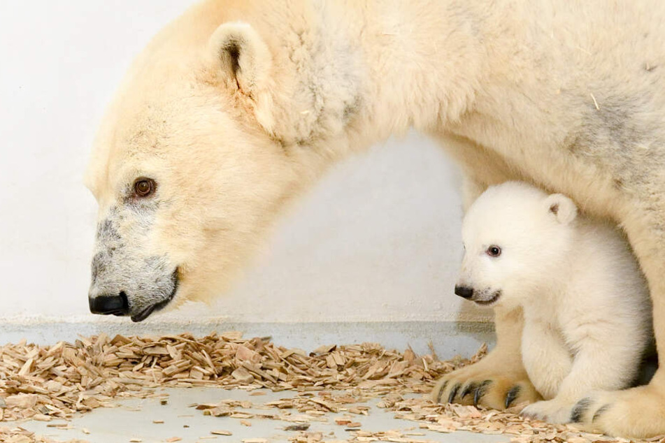 Eisbär-Mama Tonja und das Eisbär-Mädchen, das am 1. Dezember 2018 geboren wurde, laufen herum.
