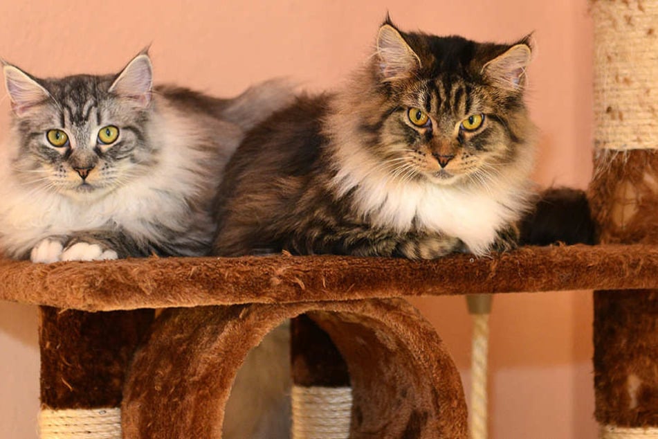 Acht Katzen haben aktuell beim Tierschutzverein Mittweida Unterschlupf 
gefunden.