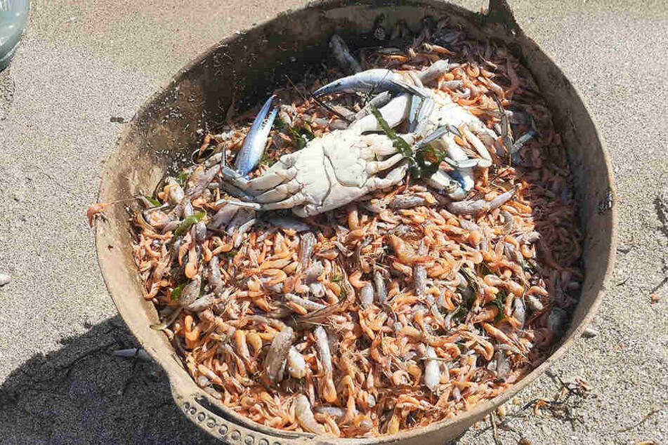 Tote Fische, Garnelen und Krebse, die im Mar Menor gesammelt wurden, befinden sich in einem Korb.