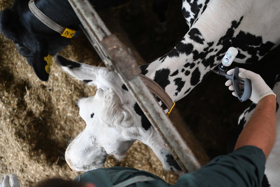 Blauzungenkrankheit bei Rind in Rheinland-Pfalz nachgewiesen: Das sind die Folgen