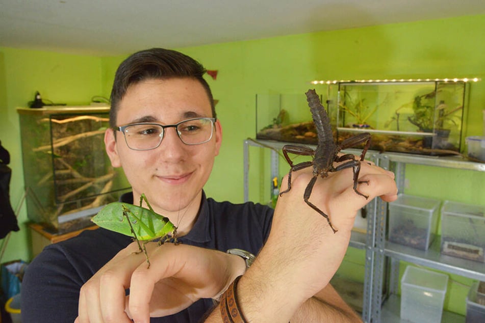 Schüler Tillmann Braun (18) ist der Insektenflüsterer von Remse. Hier zeigt er eine Malaiische Riesenblattschrecke (l.) und Gespenstschrecke (Panzerschrecke).