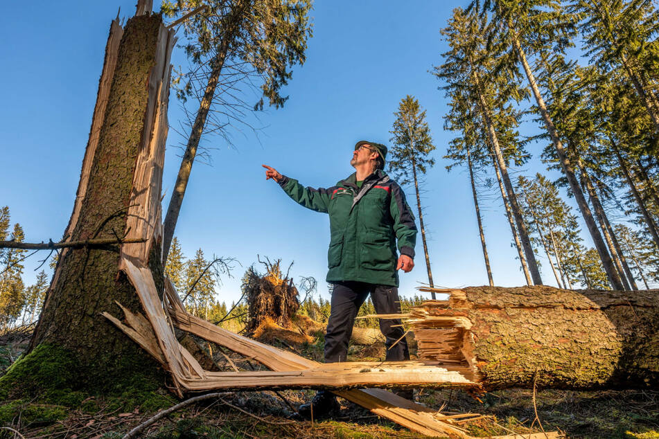 Revierförster Ullrich Göthel begutachtet im Forstrevier Grüna den Stamm einer Fichte, die bei einem Sturm durchgebrochen und umgefallen ist.