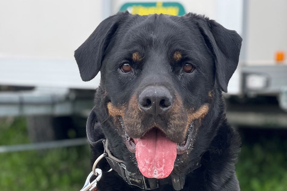 Rottweiler Tapsi hat im Münchner Tierheim einiges dazugelernt.