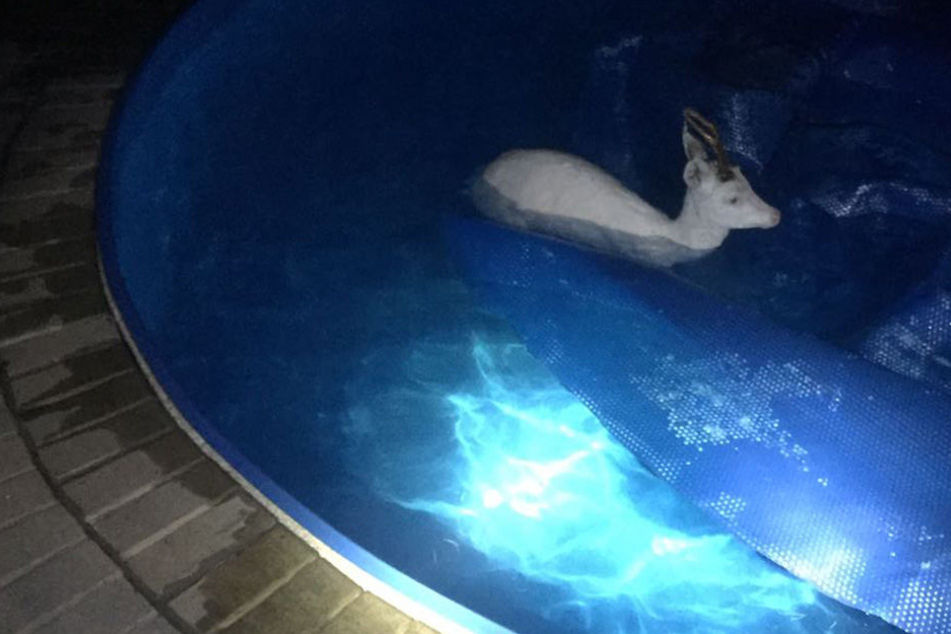 Der Albino-Rehbock ging im Swimming-Pool baden.