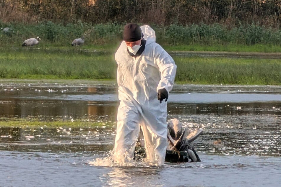 Die oftmals freiwilligen Helfer müssen in Schutzanzügen überall in der Umgebung tote Vögel einsammeln.