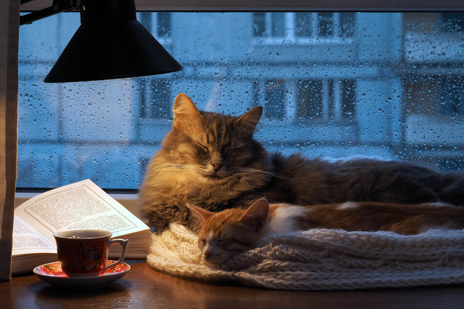 Cats absolutely love a warm and comfortable spot to sleep. Don't give 'em hot cocoa, though.