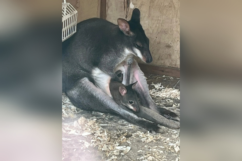 Pademelon Nora gave birth to a healthy baby joey at th Newquay Zoo,