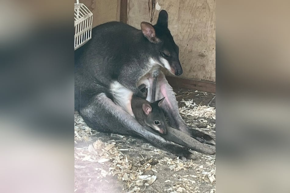 Filander-Mama Nora brachte ein gesundes Baby zur Welt.