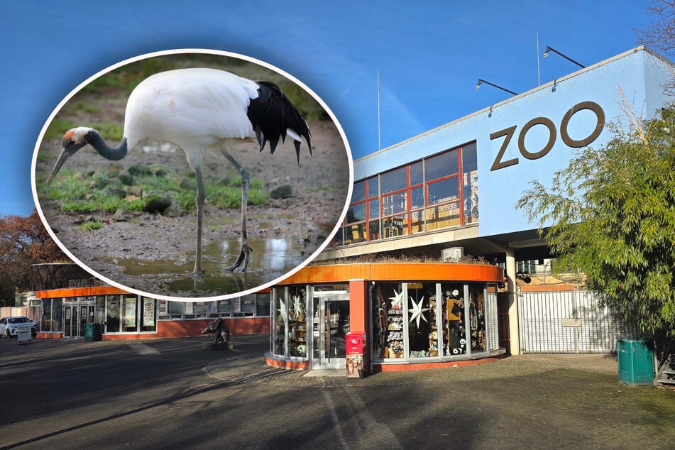 Vogelgrippe-Alarm: Wie der Zoo Dresden jetzt seine gefiederten Bewohner schützt