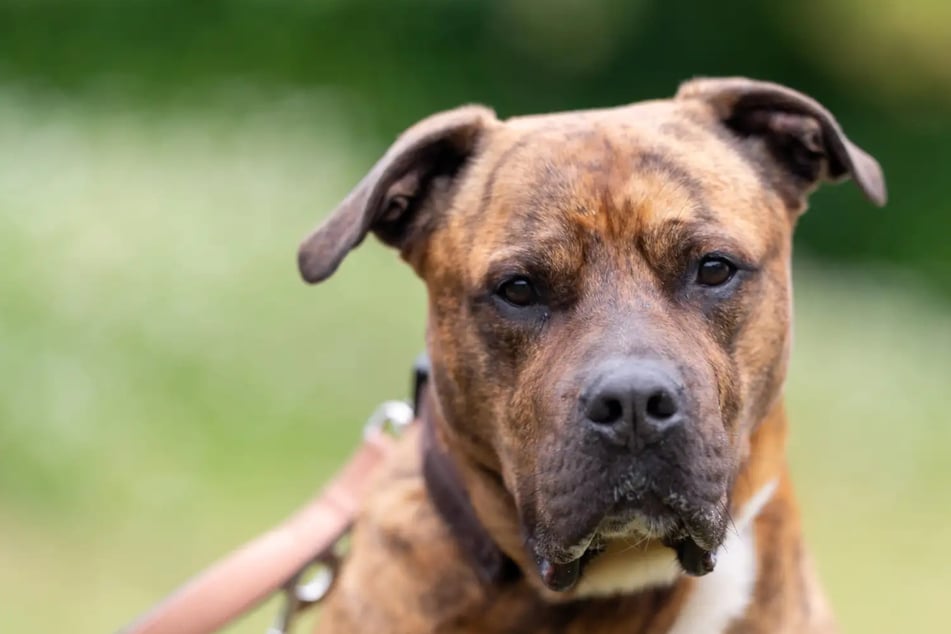 Gruffy hat sein Zuhause verloren: Wer gibt dem verschmusten Hund eine zweite Chance?