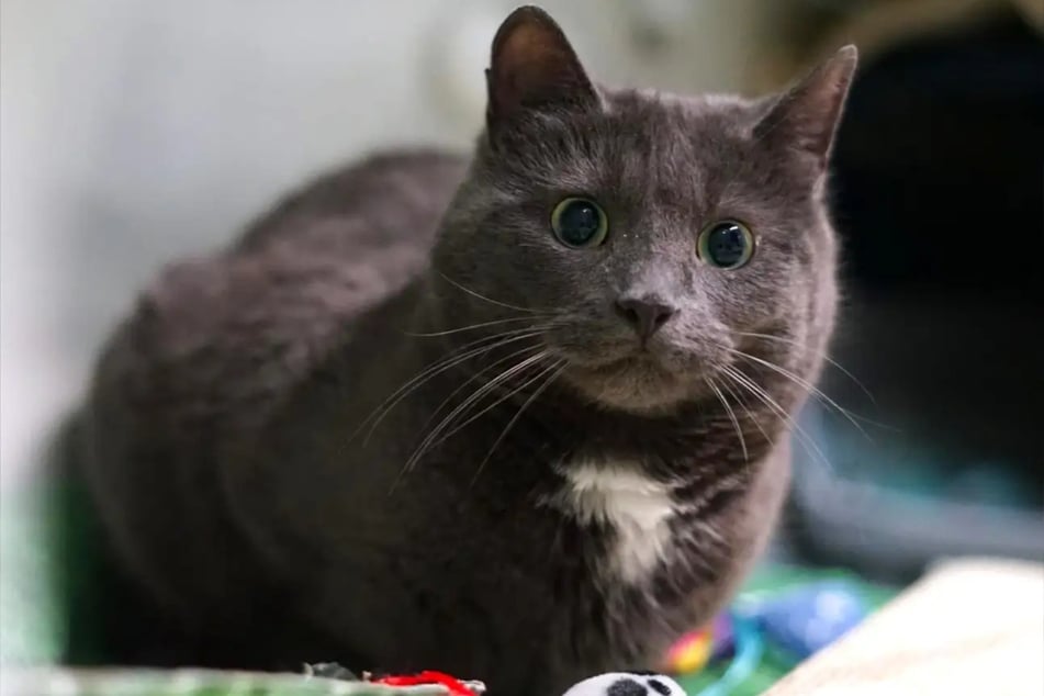 Die junge Mave ist momentan im Hamburger Tierheim, doch sucht sie ein neues, liebevolles Zuhause.