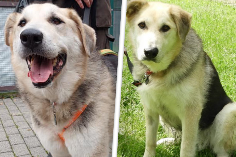 Schwerkranker Hund hat Schreckliches erlebt: Findet Oma Amalia nochmal ein Zuhause?