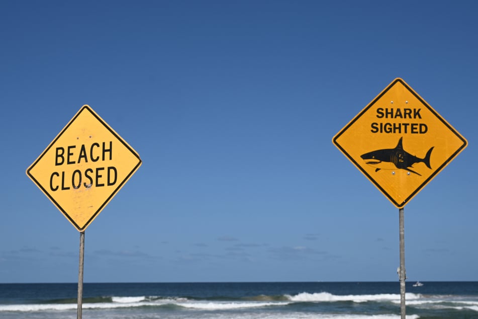 Unzähligen Haien läuft vor dem Era Beach nahe Sydney "das Wasser im Mund zusammen". Für Menschen kann das zu einer echten Gefahr werden. (Symbolfoto)