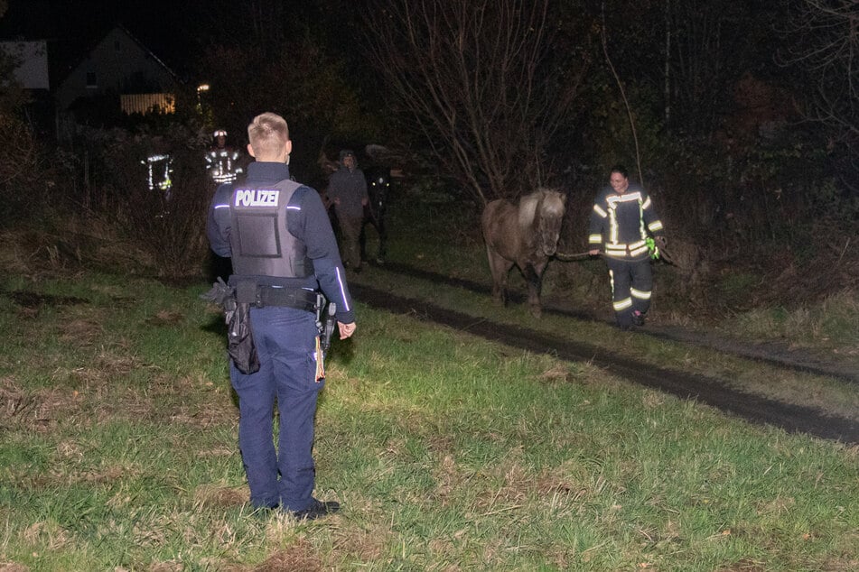 Alle vier Tiere konnten erfolgreich zur Koppel zurückgebracht werden.