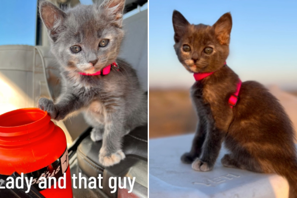 This cute kitten turned a self-proclaimed cat hater into her best buddy!