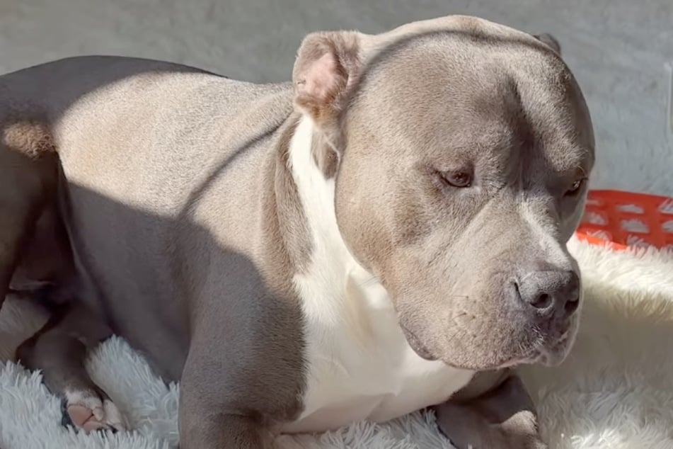 Als Hund und Kind zu ruhig sind, wird Mutter misstrauisch: Was sie dann erblickt, verblüfft sie völlig