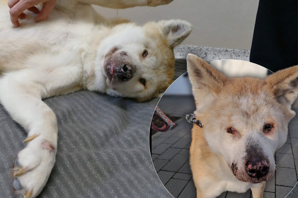 Jahrelang auf dem Balkon gefangen: Blinde Hundeoma Diva aus grausamer Haltung gerettet